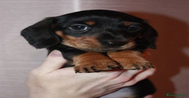 Teckel Miniatura perros - Anuncio 8