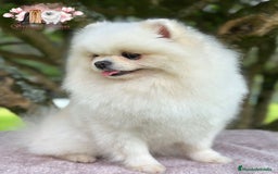 Pomerania perros en venta: Disponibles dos machos de pommerania - Imagen 6