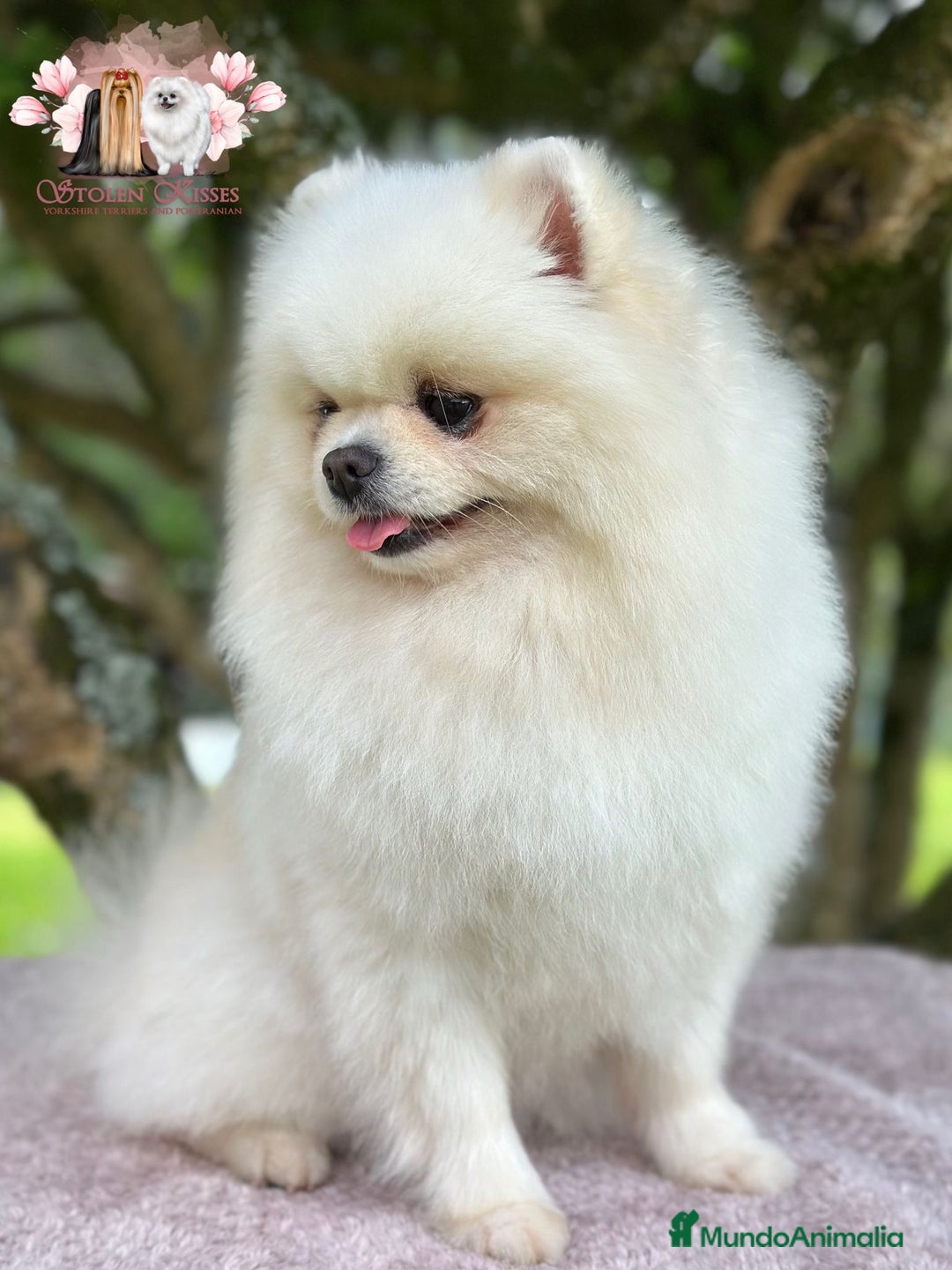 Pomerania perros en venta: Disponibles dos machos de pommerania - Imagen 6