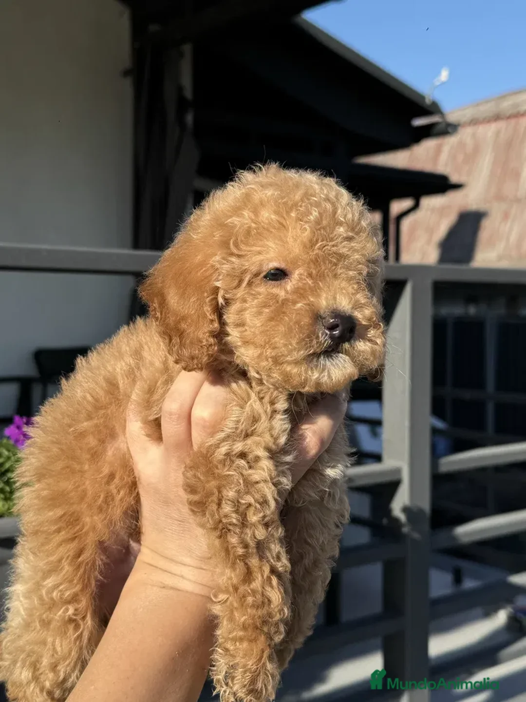 Caniche Toy perros en venta: caniche toy super pequeño  - Anuncio 1