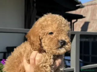 Caniche Toy perros caniche toy super pequeño - Anuncio 6