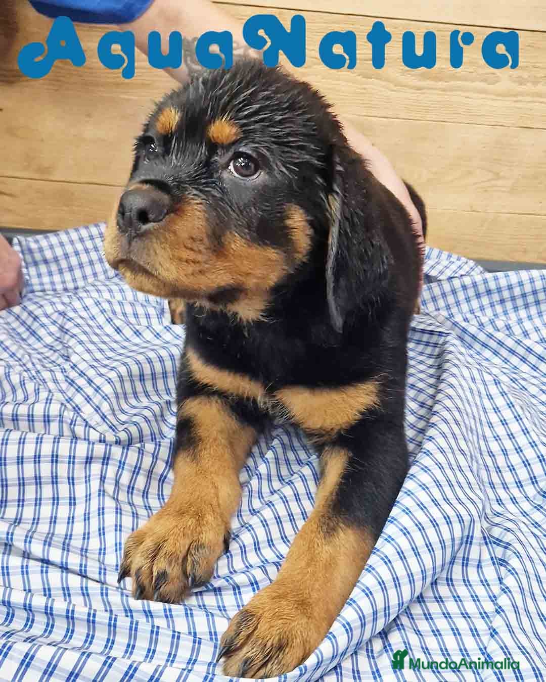 Rottweiler perros Rottweiler Hembra 3403 - AQUANATURA en Barcelona - Anuncio 2