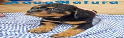 Rottweiler perros en venta: Rottweiler Hembra 3403 - AQUANATURA en Barcelona - Anuncio 2