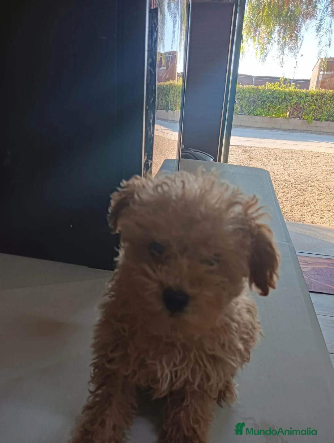 Caniche Toy perros en venta: Caniche toy - Anuncio 3