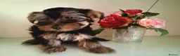 Yorkshire Terrier perros en venta: Yorkshire Terrier - Anuncio 6