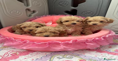 Maltipoo perros Maltipoo  - Anuncio 5