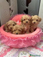 Maltipoo perros Maltipoo - Anuncio 9