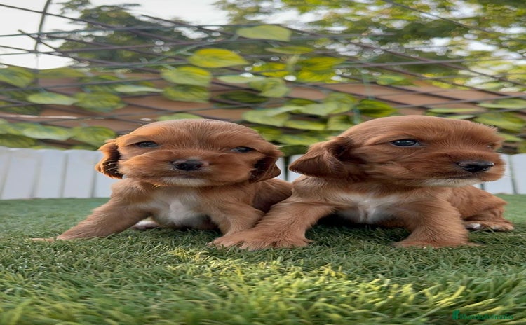 Cocker Spaniel Inglés perros - Propaganda 2