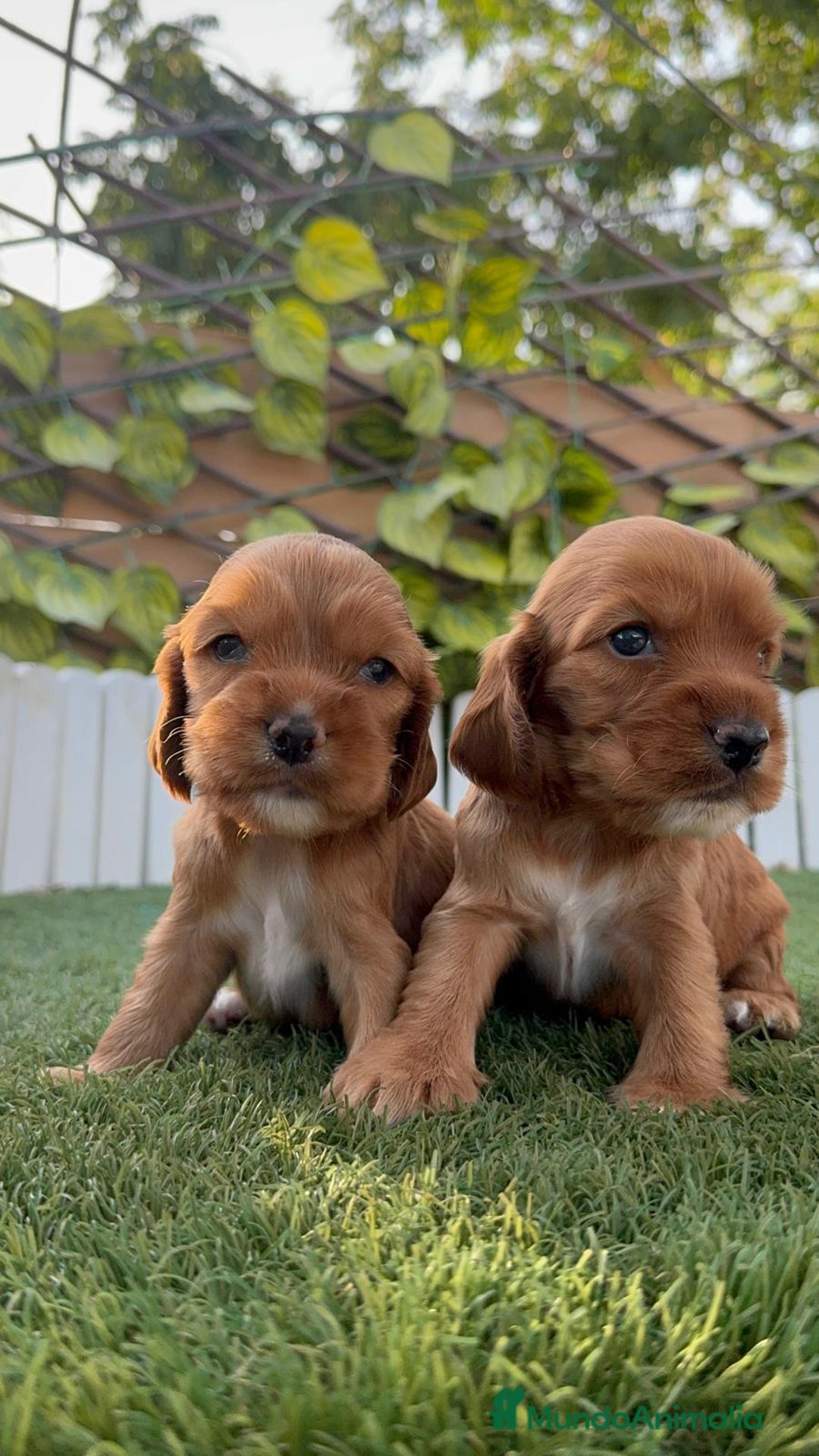 Cocker Spaniel Inglés perros en venta: COCKER SPANIEL INGLES MACHO  - Imagen 1