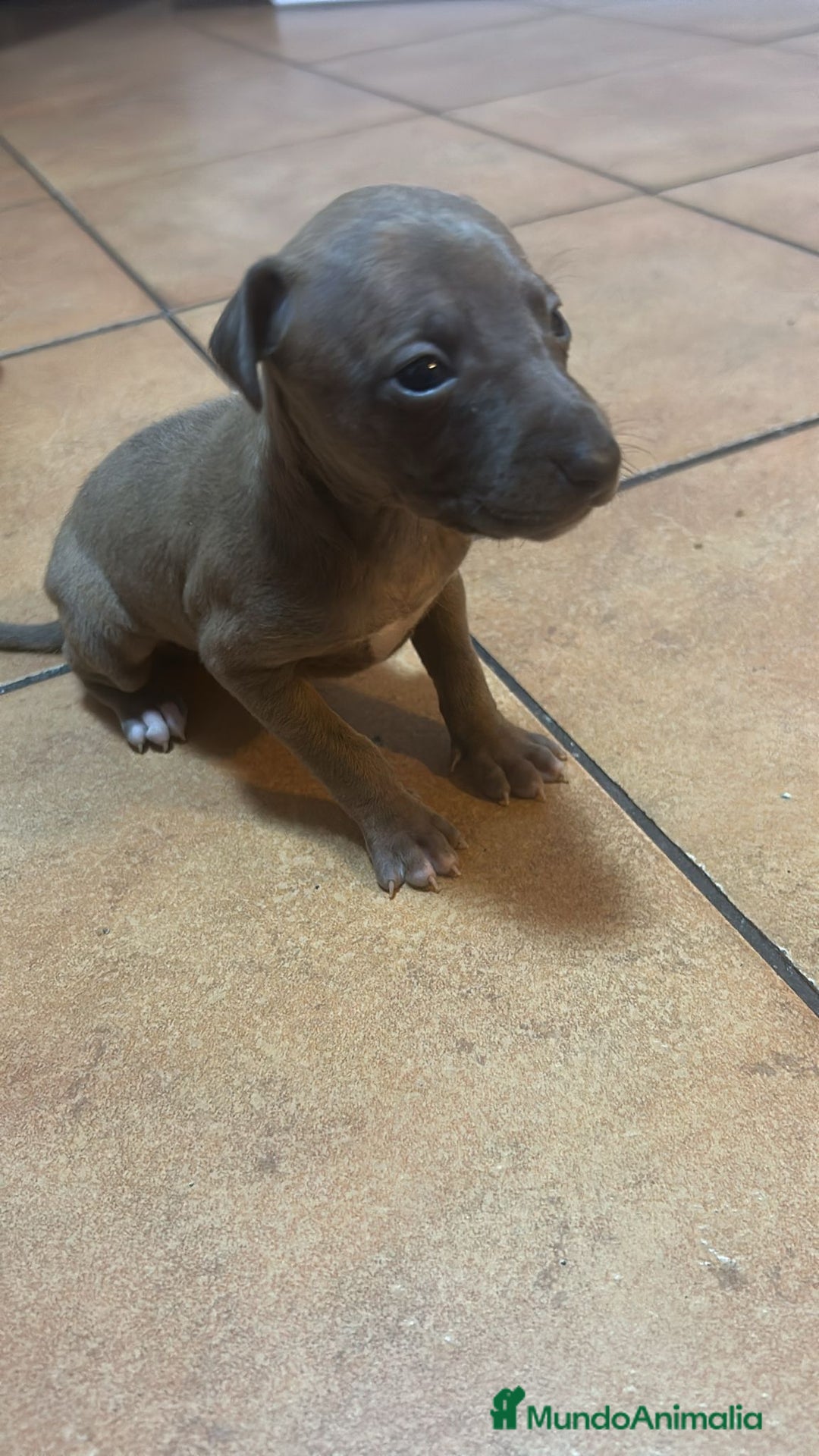 Pequeño Lebrel Italiano perros en venta: Pequeño lebrel italiano piccolo - Anuncio 1