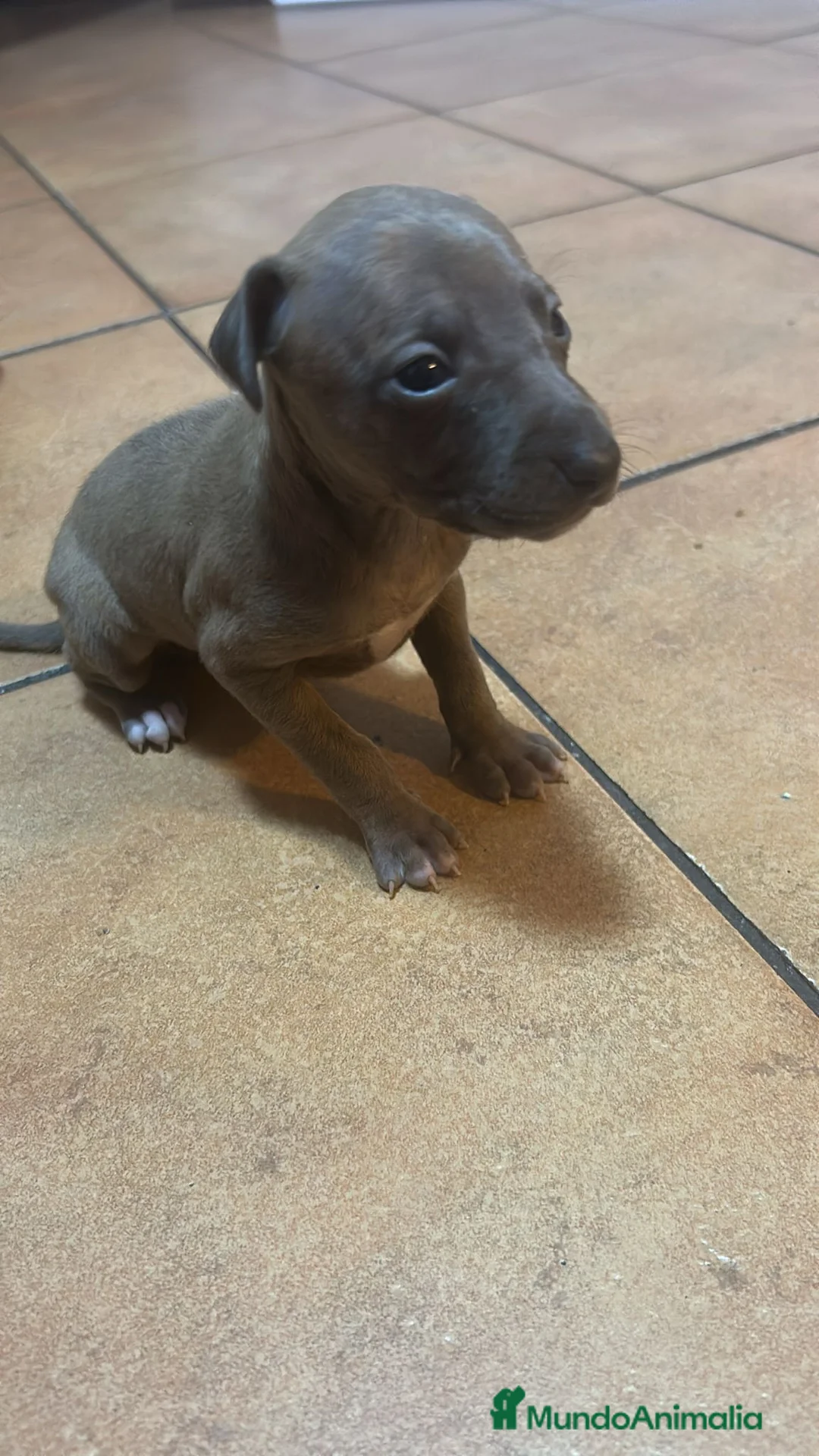 Pequeño Lebrel Italiano perros en venta: Pequeño lebrel italiano piccolo - Anuncio 1