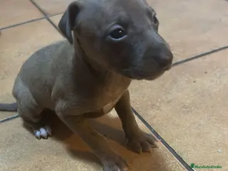 Pequeño Lebrel Italiano perros Pequeño lebrel italiano piccolo - Anuncio 4