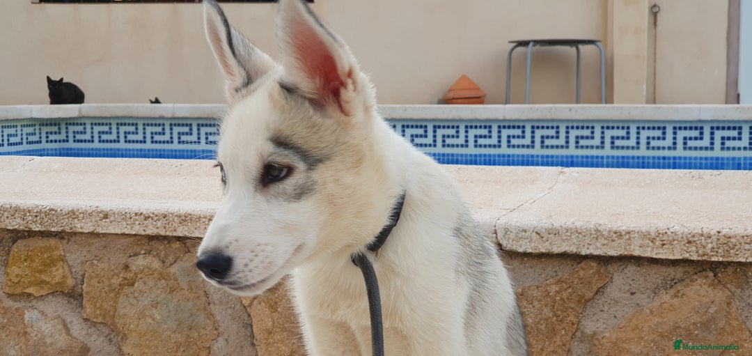 Husky Siberiano perros en venta: Cachorros Husky Siberiano  - Imagen 3