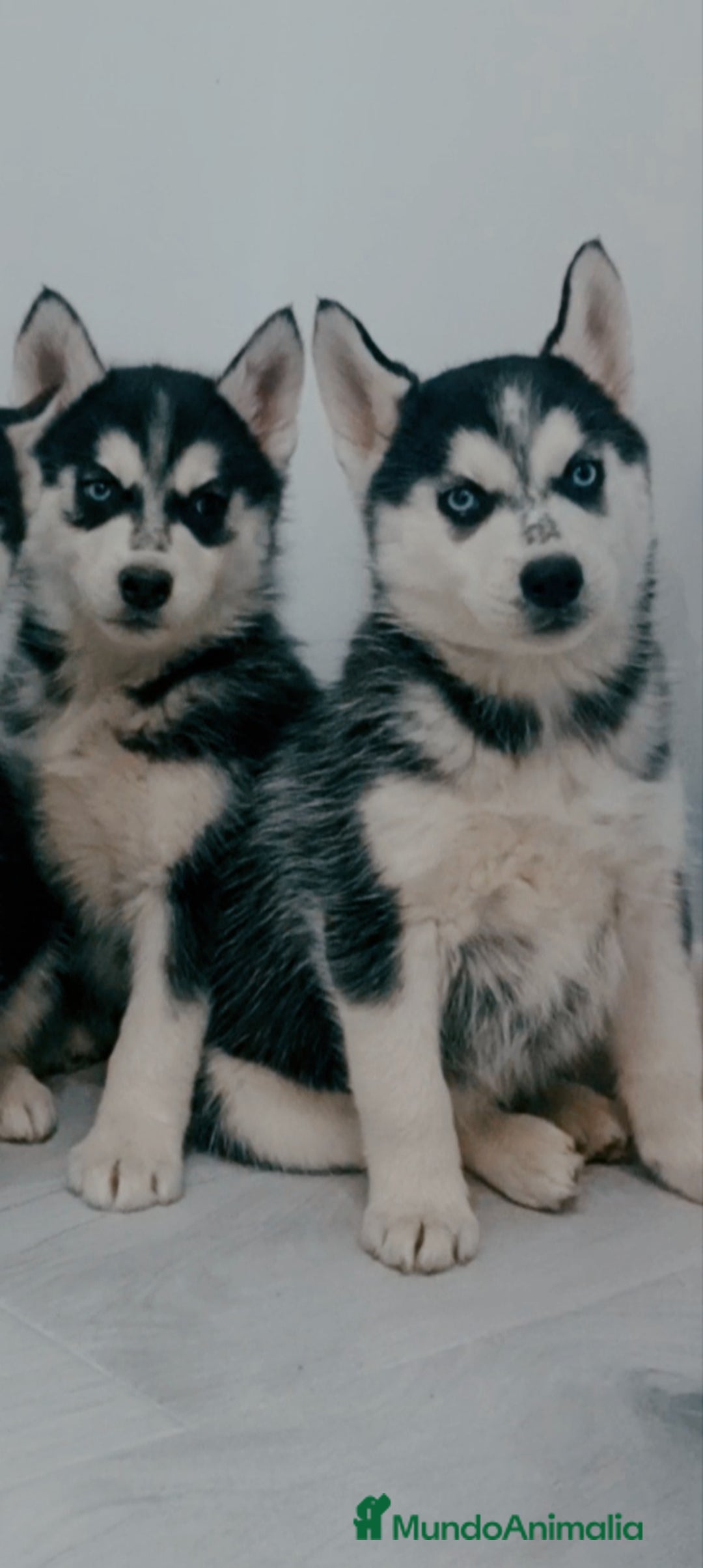 Husky Siberiano perros en venta: Camada de husky siberianos  - Anuncio 5