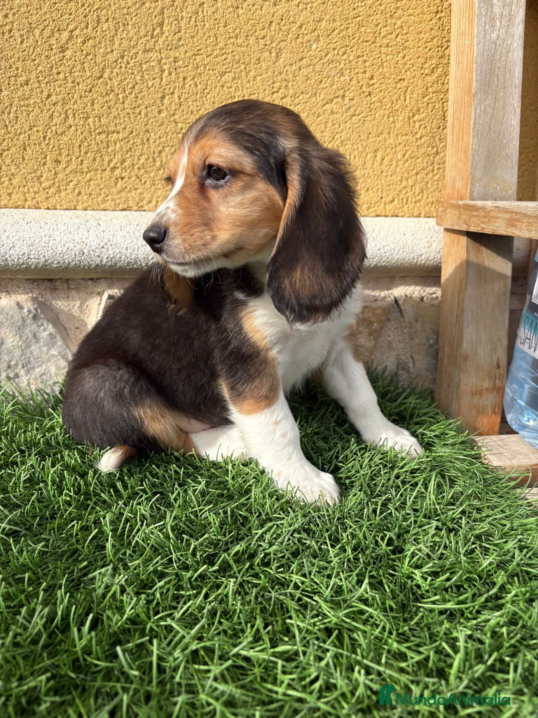 Beagle perros en venta: Preciosos cachorros de Beagle  - Anuncio 11