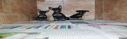 Pinscher Miniatura perros en venta: Pincher miniatura en Badajoz - Anuncio 1