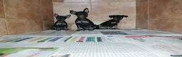 Pinscher Miniatura perros en venta: Pincher miniatura en Badajoz - Anuncio 1