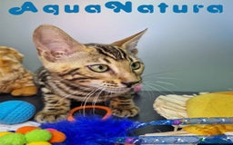 Bengalí gatos en venta: Bengali Hembra 4604 AQUANATURA - Imagen 1