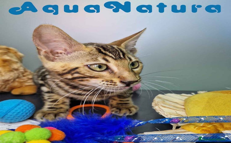 Bengalí gatos - Propaganda 4