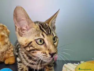 Bengalí gatos Bengali Hembra 4604 AQUANATURA - Anuncio 20