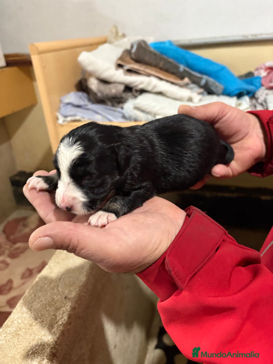 Border Collie perros en venta: Cachorros border collie machos y hembras varios  - Anuncio 19