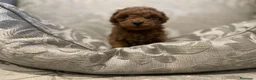 Caniche Toy perros en venta: caniche toy en Barcelona - Anuncio 9