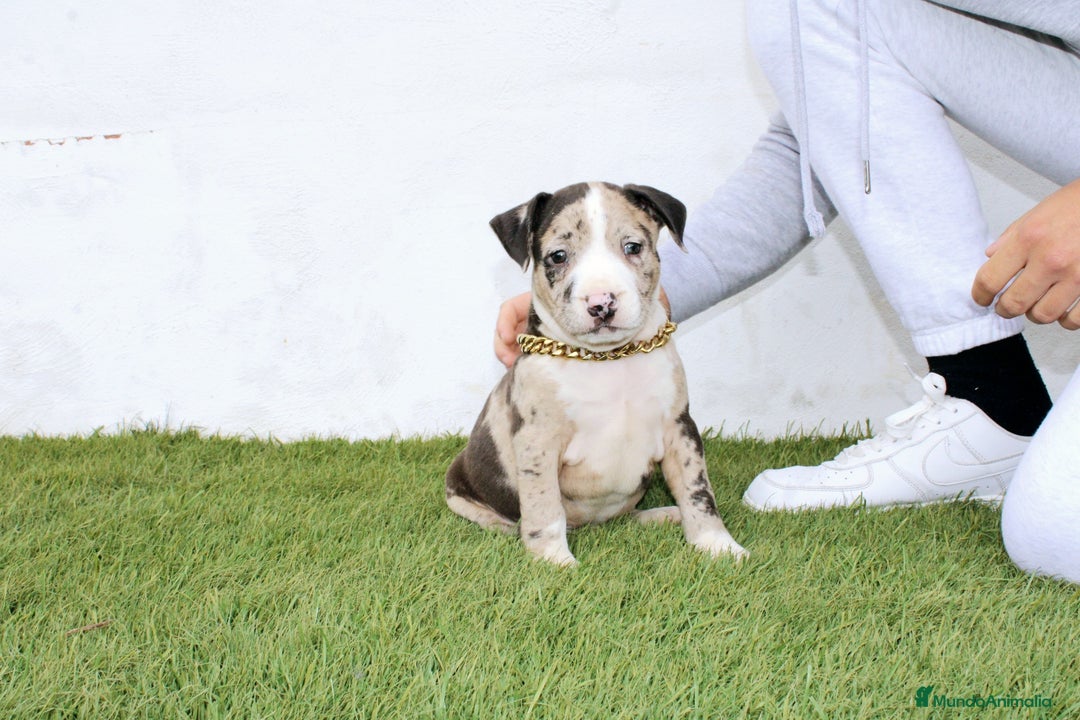 American Pit Bull Terrier perros en venta: American pitbull terrier unico en españa  - Imagen 10