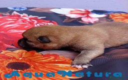 Shiba Inu perros en venta: Shiba Inu Hembra de Lisa AQUANATURA - Imagen 4