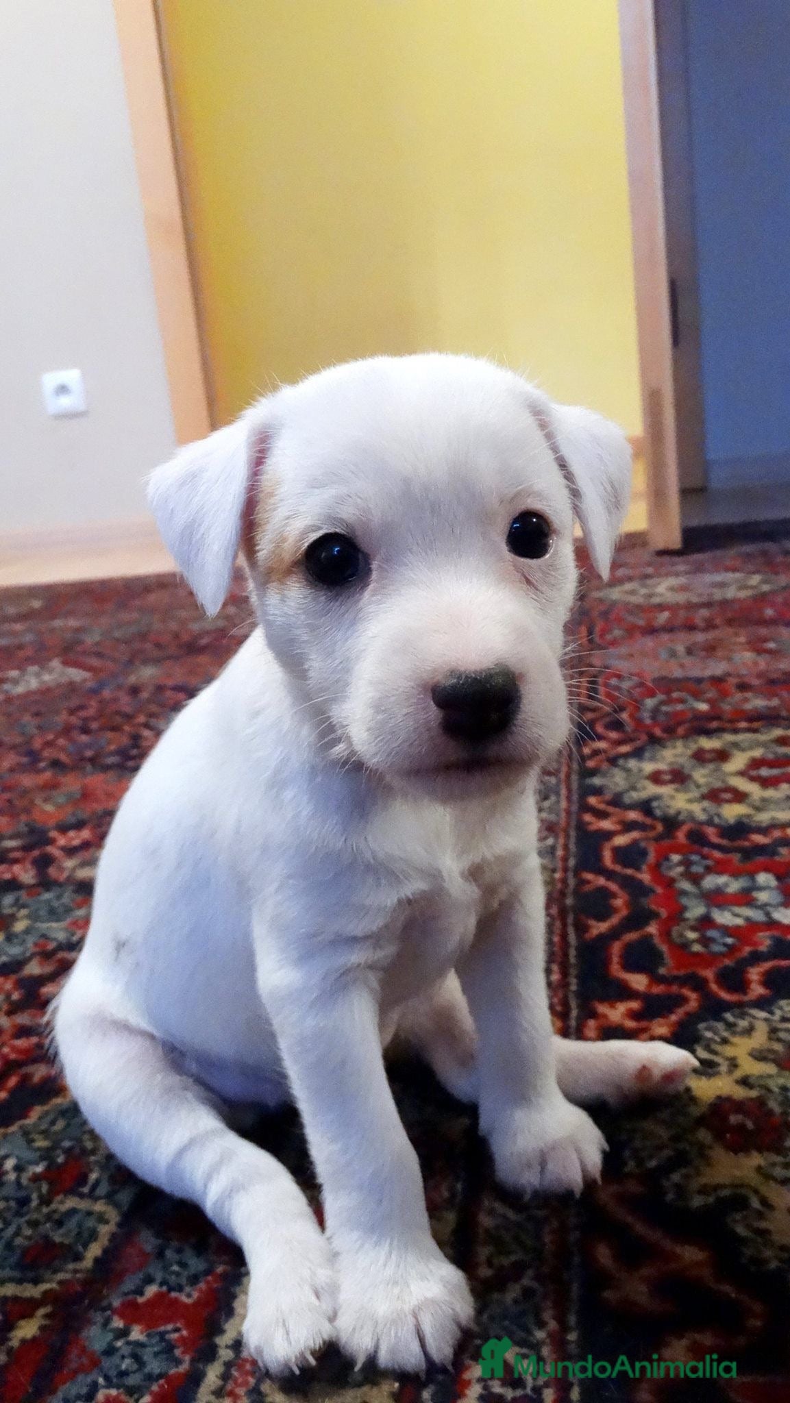 Jack Russell Terrier perros CACHORRITA DE CAMADA DE JACK RUSELL DISPONIBLE 🐾 - Anuncio 1