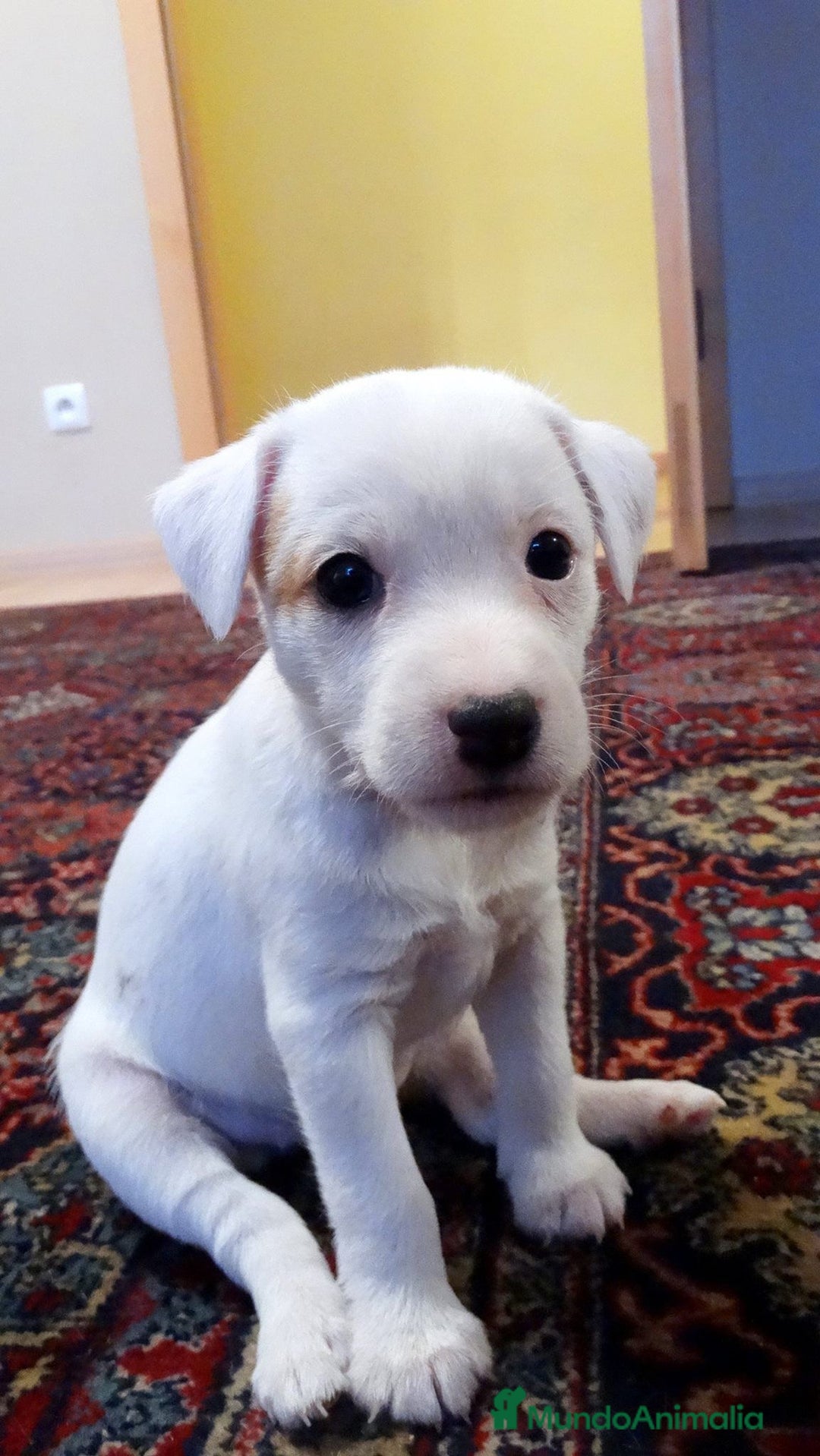 Jack Russell Terrier perros en venta: CACHORRITA DE CAMADA DE JACK RUSELL DISPONIBLE 🐾 - Anuncio 1