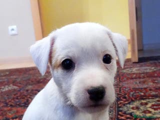 Jack Russell Terrier perros CACHORRITA DE CAMADA DE JACK RUSELL DISPONIBLE 🐾 - Anuncio 3