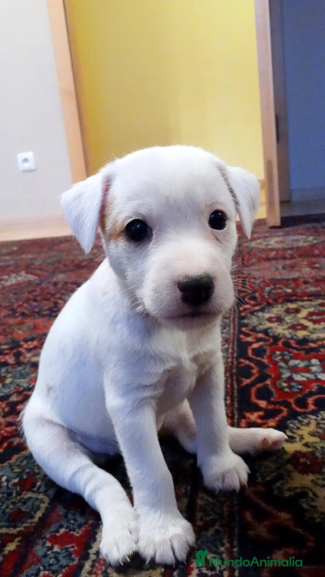 Jack Russell Terrier perros en venta: CACHORRITA DE CAMADA DE JACK RUSELL DISPONIBLE 🐾 - Anuncio 1