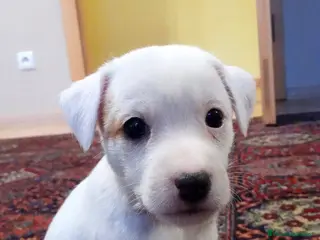 Jack Russell Terrier perros CACHORRITA DE CAMADA DE JACK RUSELL DISPONIBLE 🐾 - Anuncio 8