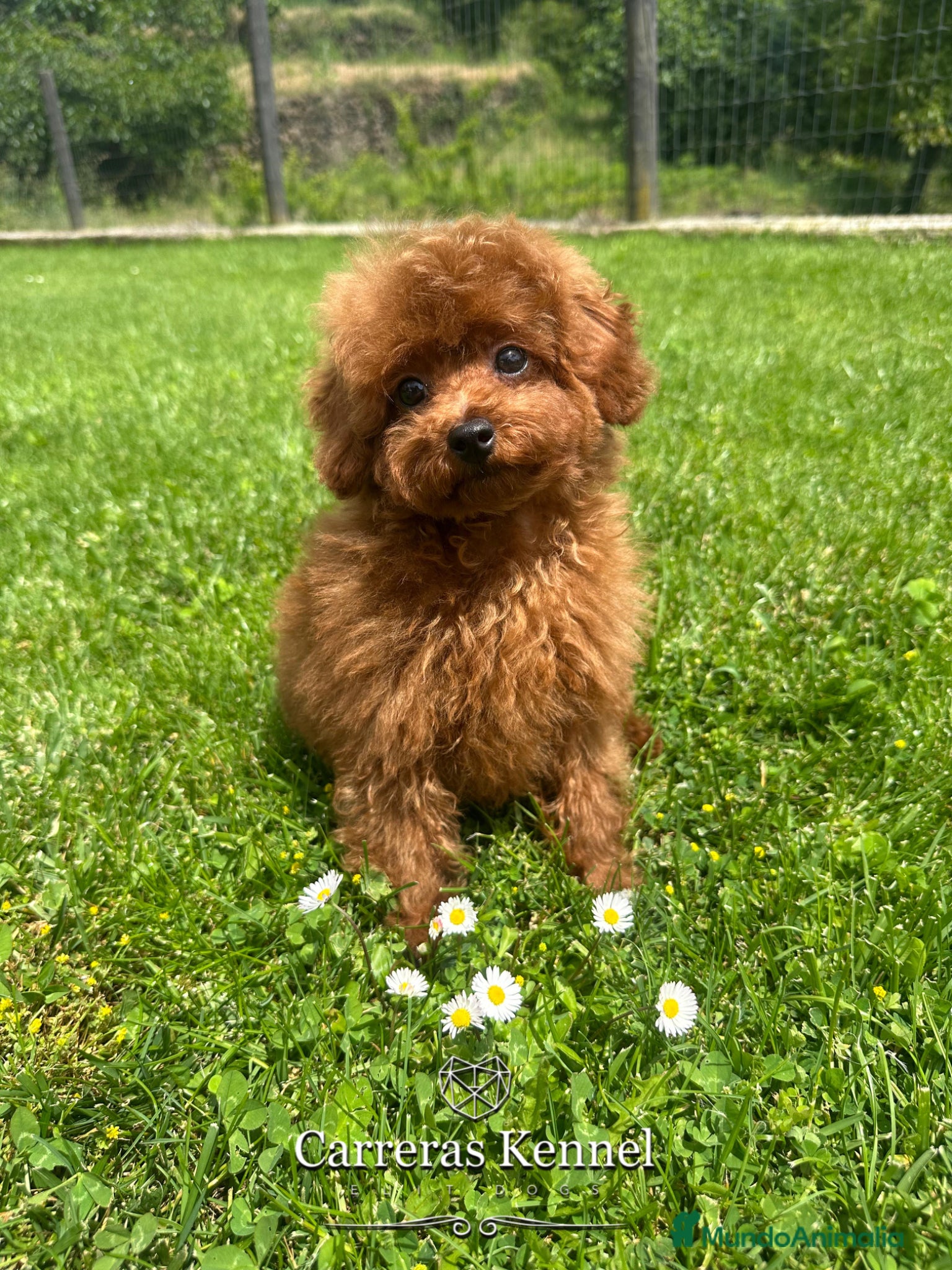 Caniche Toy perros ♥️ Auténtico Caniche TOY rojo Intenso - Anuncio 2
