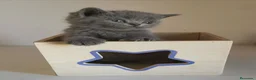 Británico de Pelo Corto Azul gatos en venta: Gato British Shorthair blue - Anuncio 5
