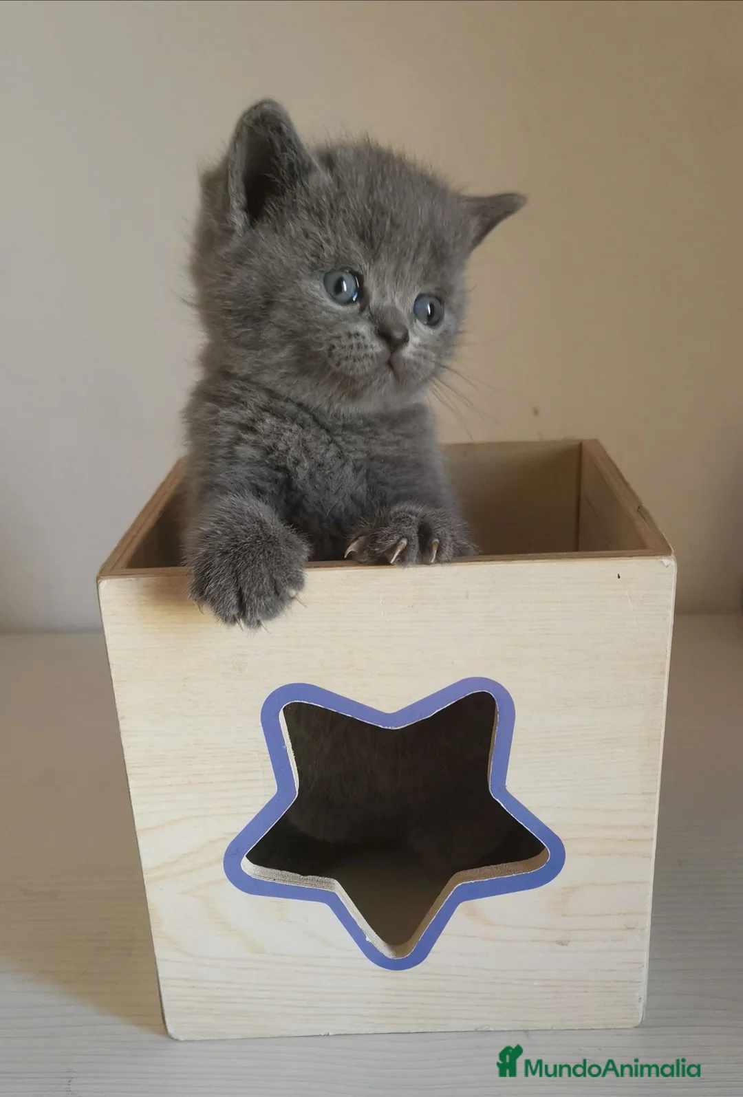 Británico de Pelo Corto Azul gatos en venta: Gato British Shorthair blue - Anuncio 5