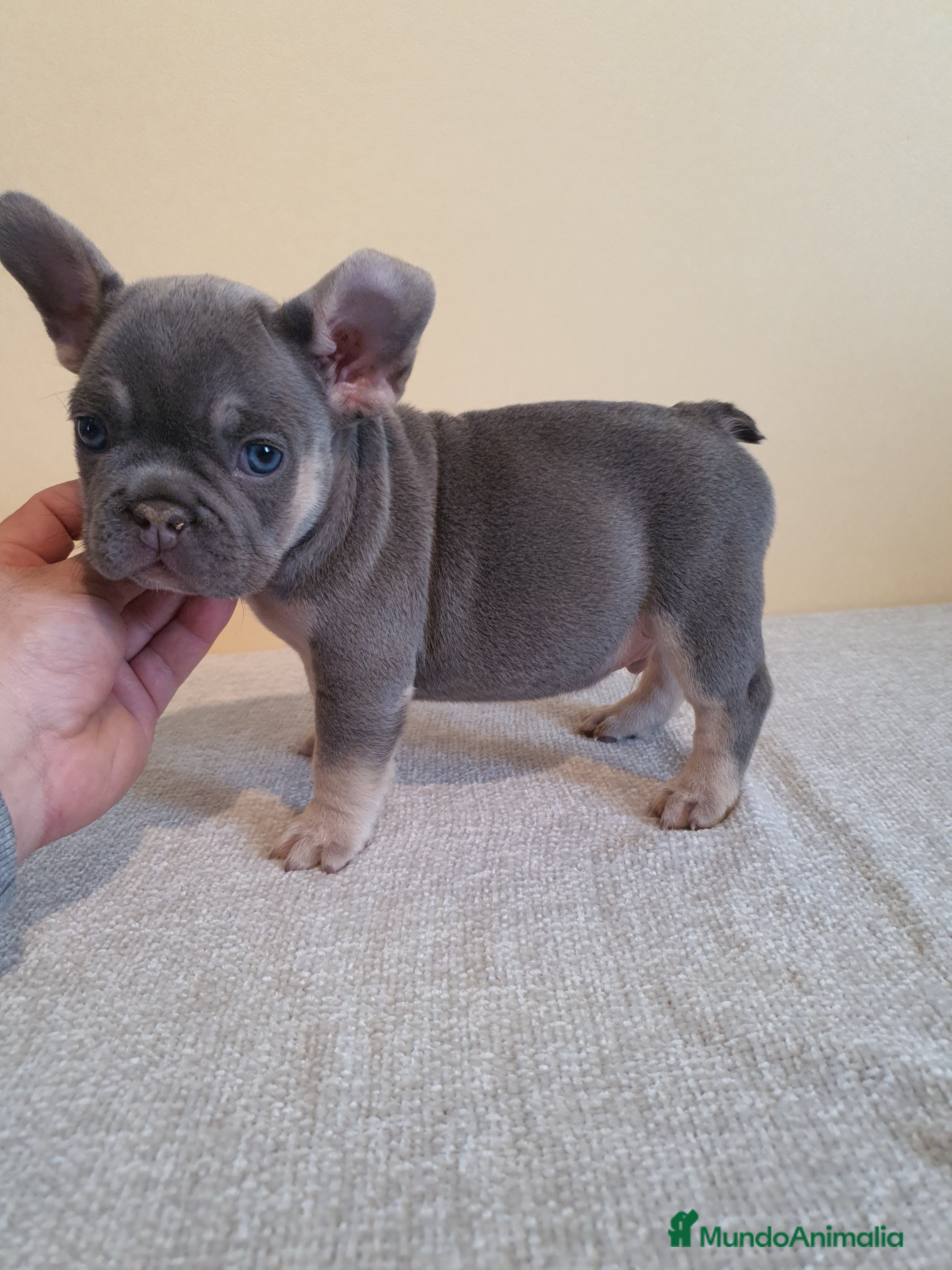 Bulldog Francés perros Cachorro de Bulldog Frances  - Anuncio 1