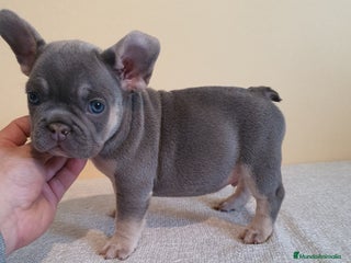 Bulldog Francés perros Cachorro de Bulldog Frances - Anuncio 1