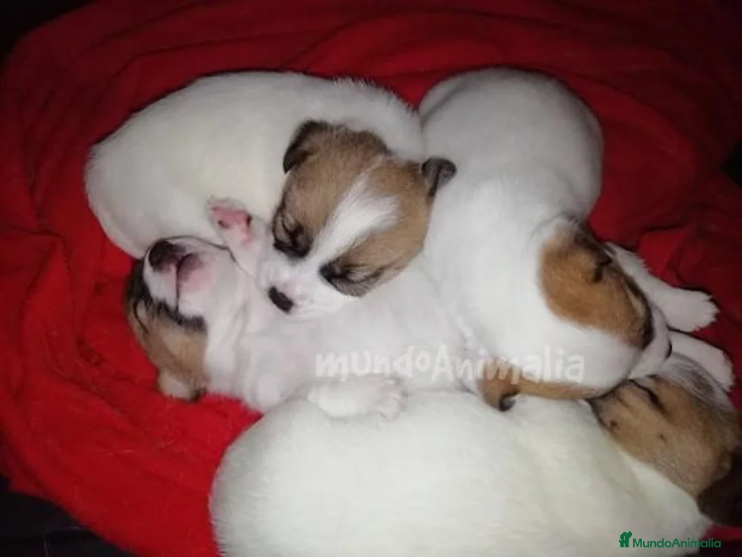 Imagen de galería {{count}}