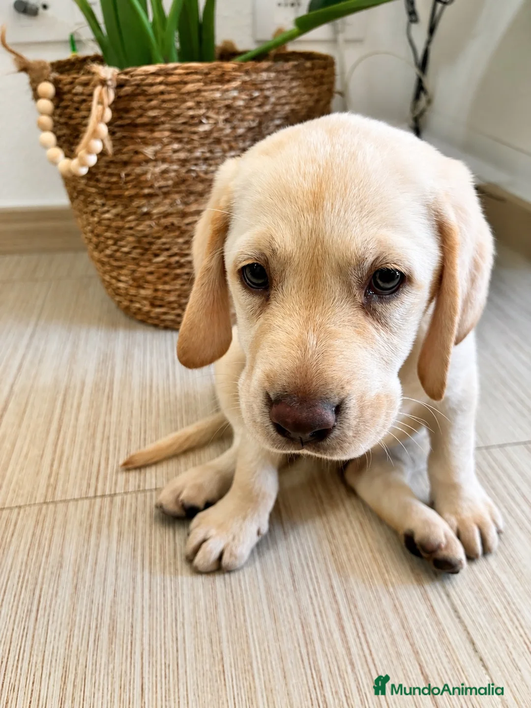 Labrador Retriever perros en venta: Labrador hembra crema - Anuncio 3