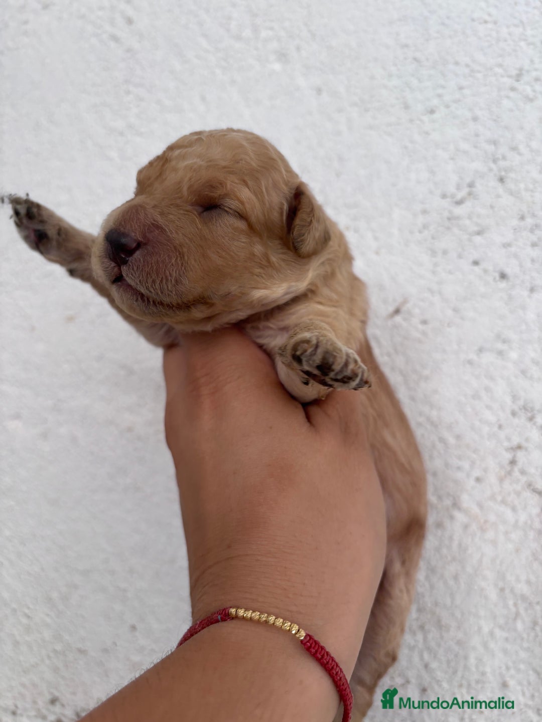 Caniche Enano perros en venta: Caniche enano pequeño  - Imagen 15