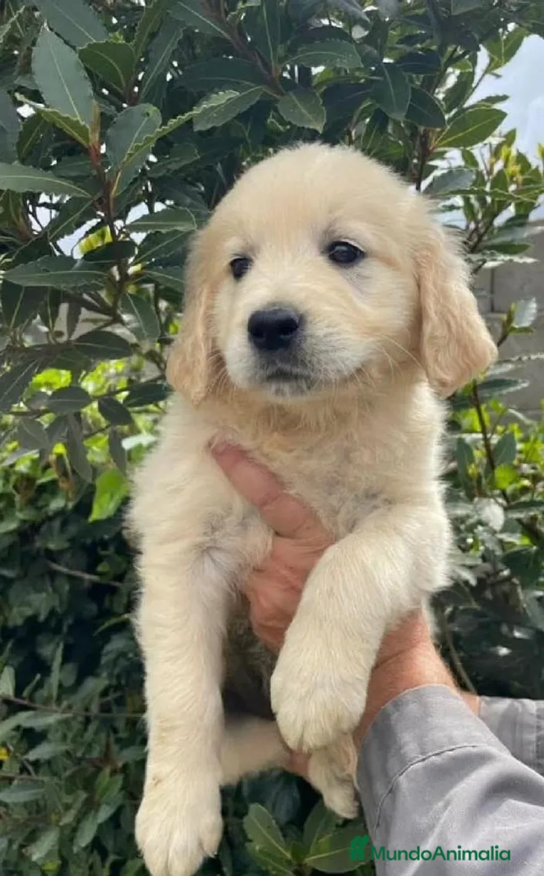 Golden Retriever perros en venta: GOLDEN RETREVIER - Anuncio 5