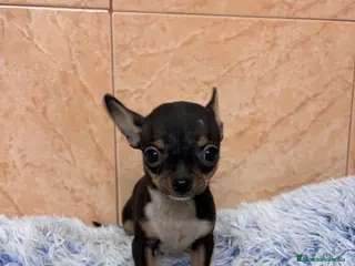 Chihuahua perros CACHRRITO DE CHIHUAHUA - Anuncio 1