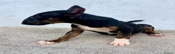 Bull Terrier Miniatura perros en venta: Bull terrier miniatura  - Anuncio 10