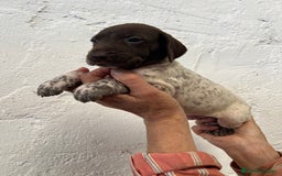 Braco Alemán de Pelo Corto perros en venta: Camada Braco Alemán  - Imagen 4