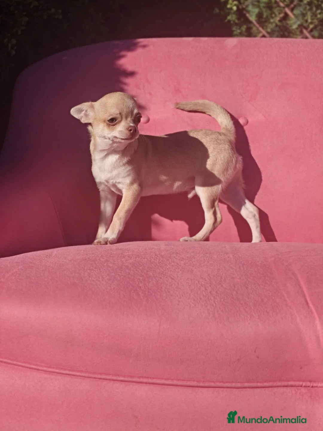 Chihuahua perros en venta: Chihuahua  - Anuncio 2