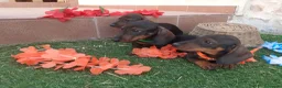 Teckel perros en venta: Preciosidad de Teckel.  en Cáceres - Anuncio 6