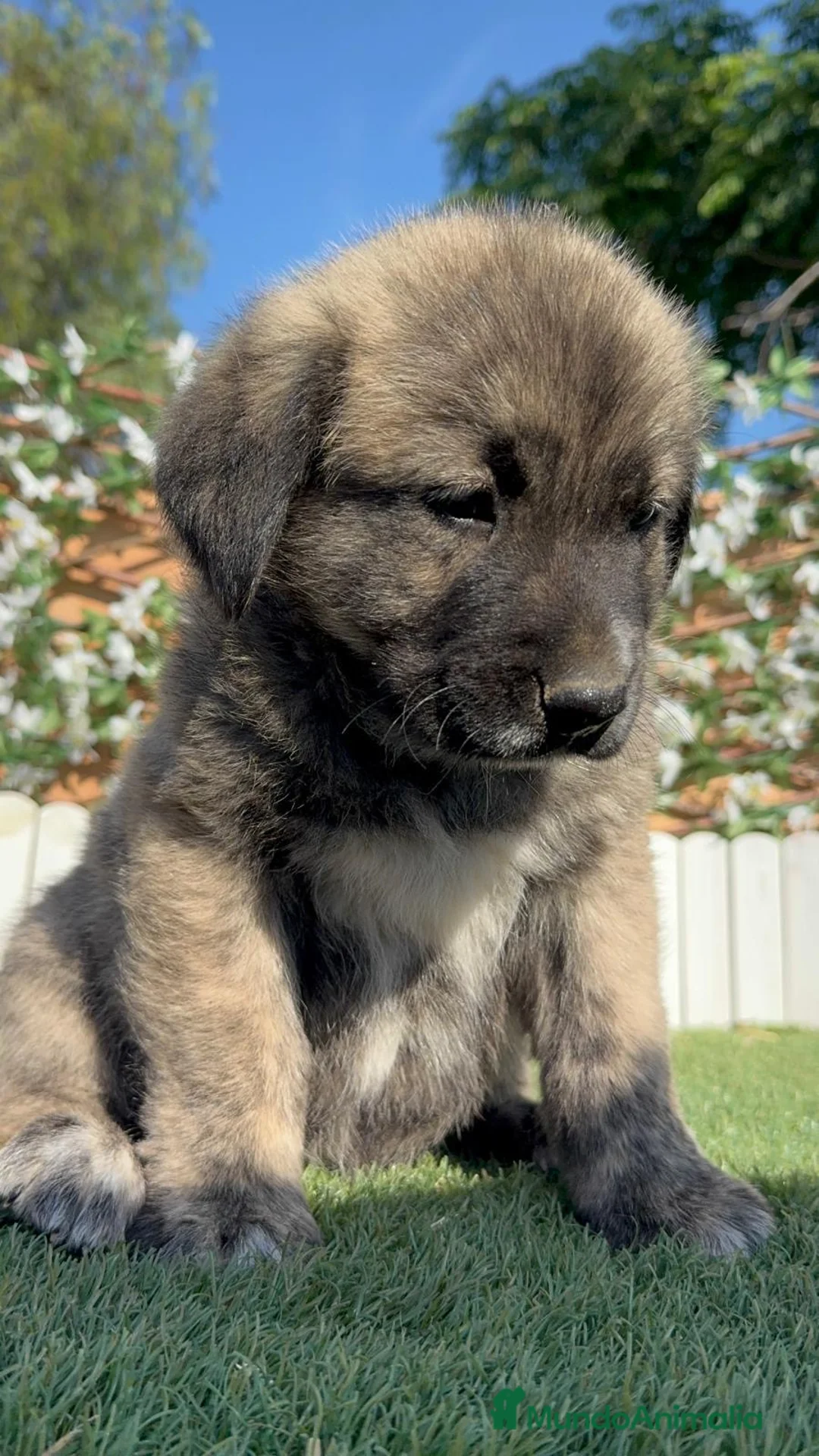 Mastín Español perros en venta: MASTIN ESPAÑOL - Anuncio 1
