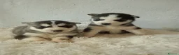 Husky Siberiano perros en venta: CACHORROS HUSKY SIBERIANO  - Anuncio 15