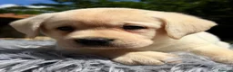 Labrador Retriever perros en venta: LABRADOR RETRIEVER AMARILLO DISPONIBLES - Anuncio 3